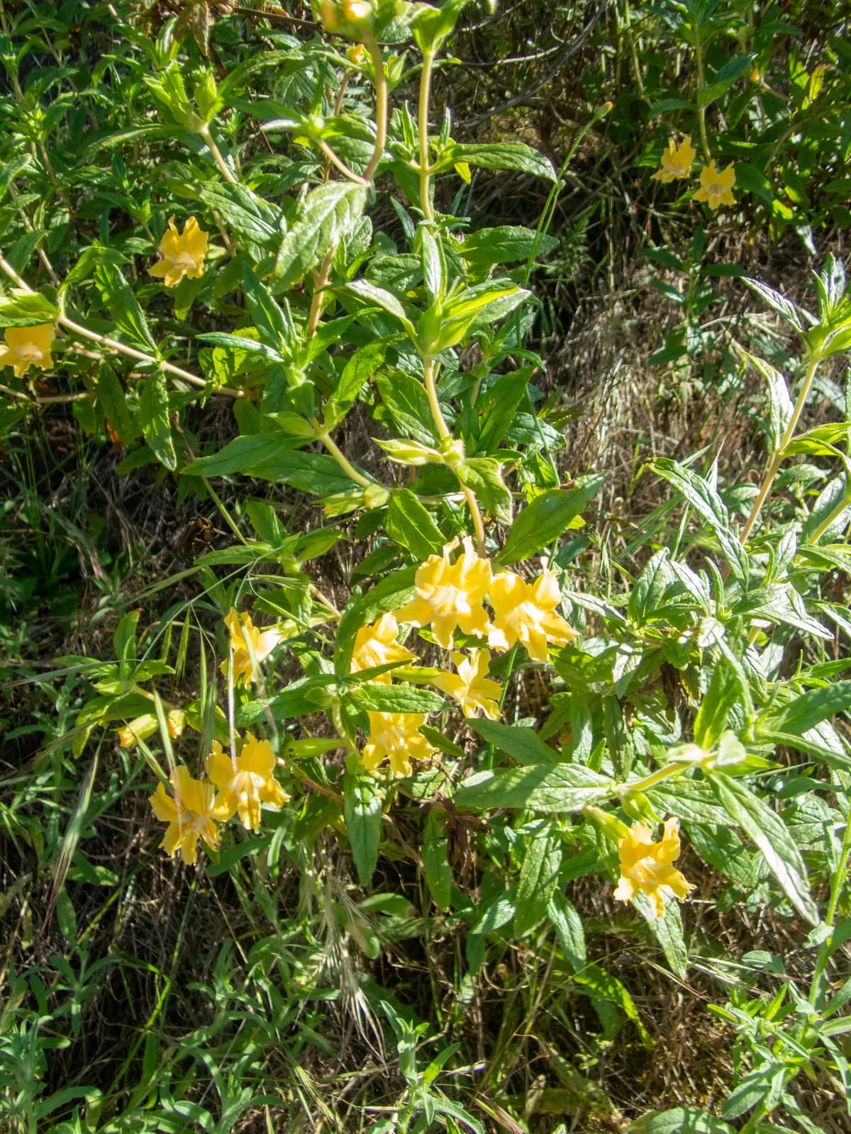 Southern Bush Monkeyflower (Diplacus longiflorus)