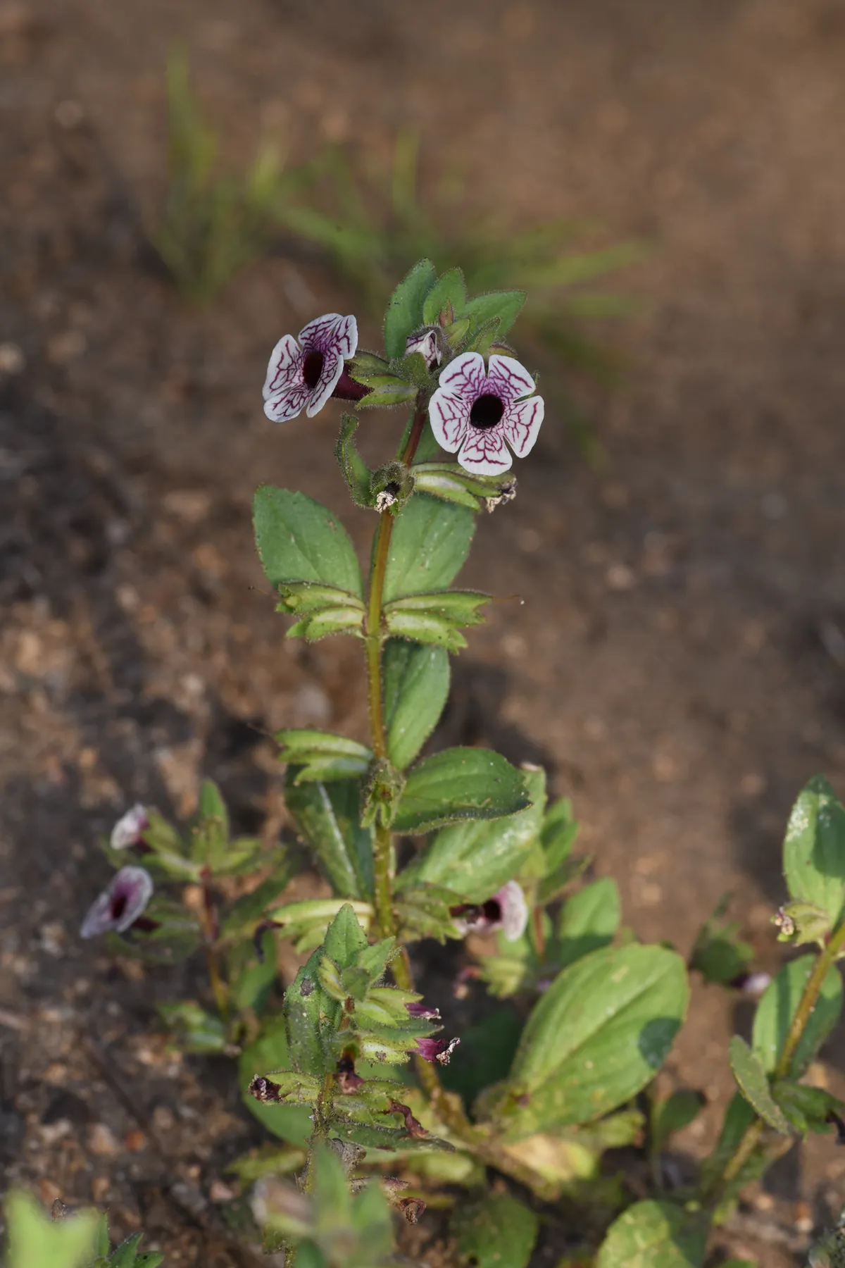 Calico Monkeyflower (Diplacus pictus)