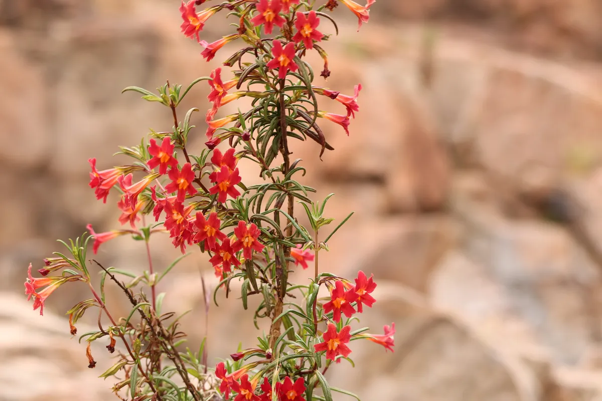 Red Bush Monkeyflower (Diplacus puniceus)