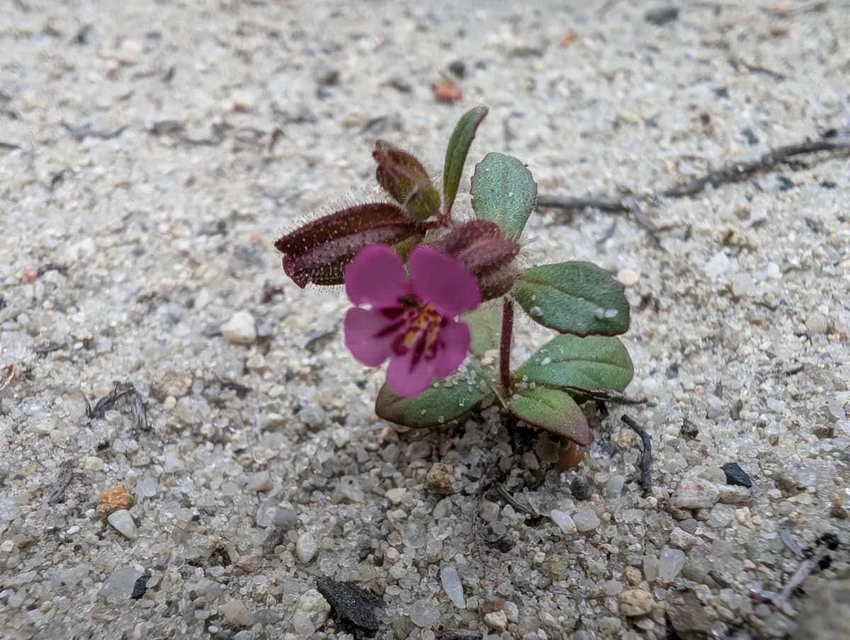 Rattan's monkeyflower (Diplacus rattanii)