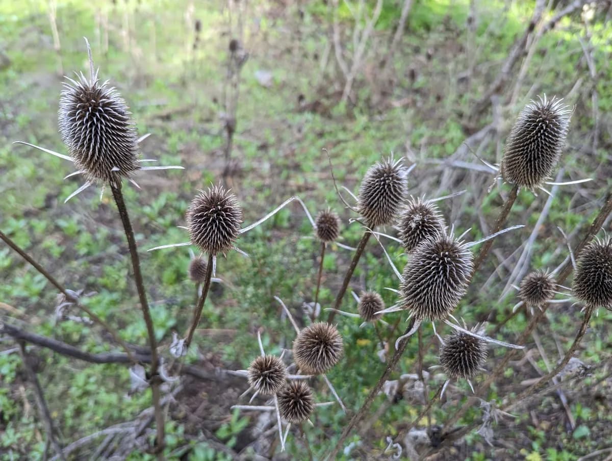 Indian Teasel (Dipsacus sativus)