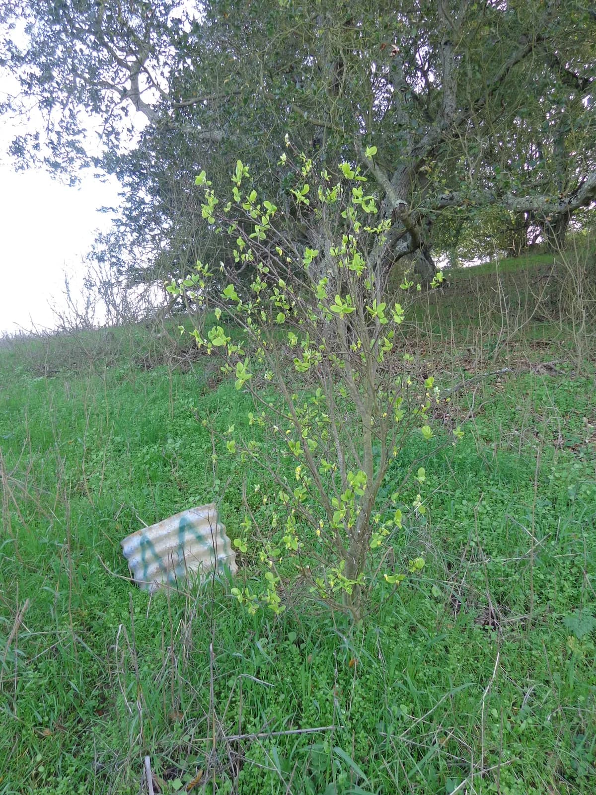 Western leatherwood (Dirca occidentalis)