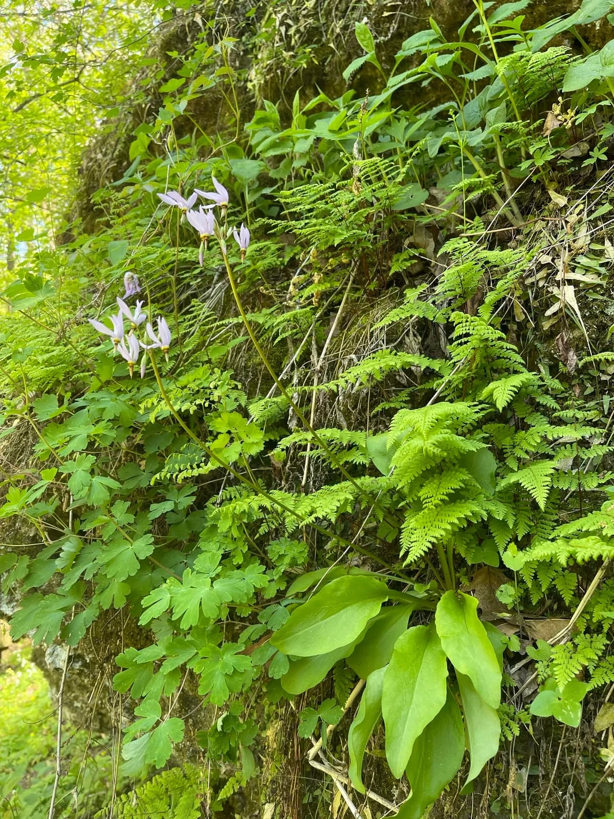 Amethyst shooting star (Dodecatheon amethystinum)