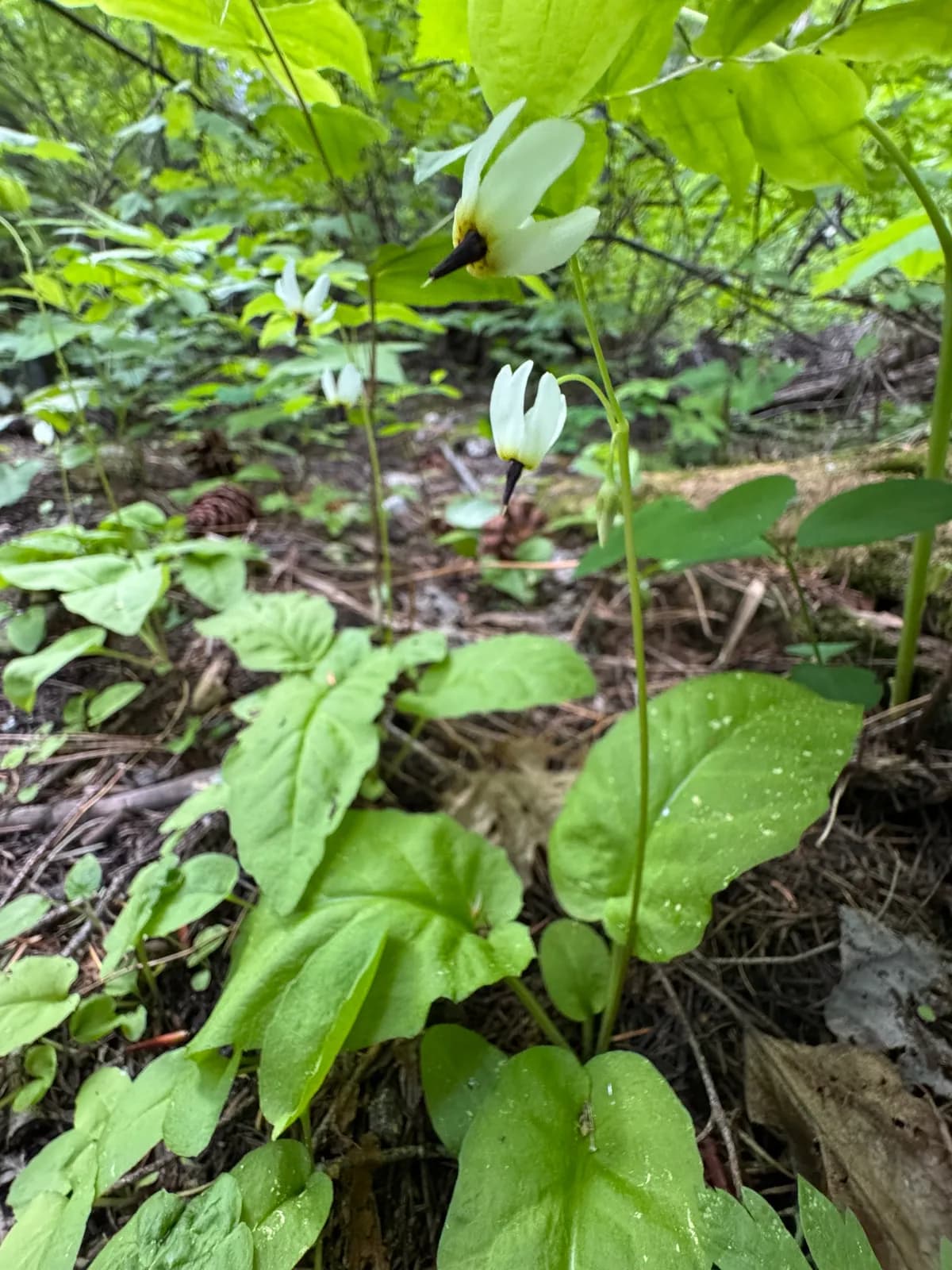White shooting star (Dodecatheon dentatum)