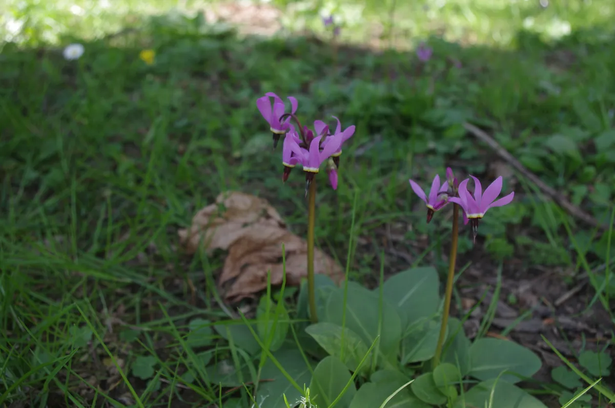 Henderson's Shooting Star (Dodecatheon hendersonii)