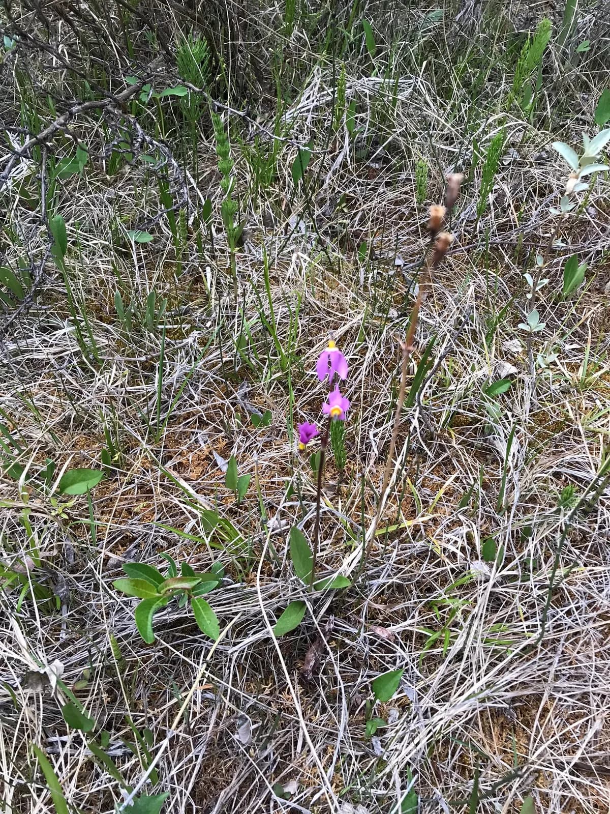 Darkthroat Shootingstar (Dodecatheon pulchellum)