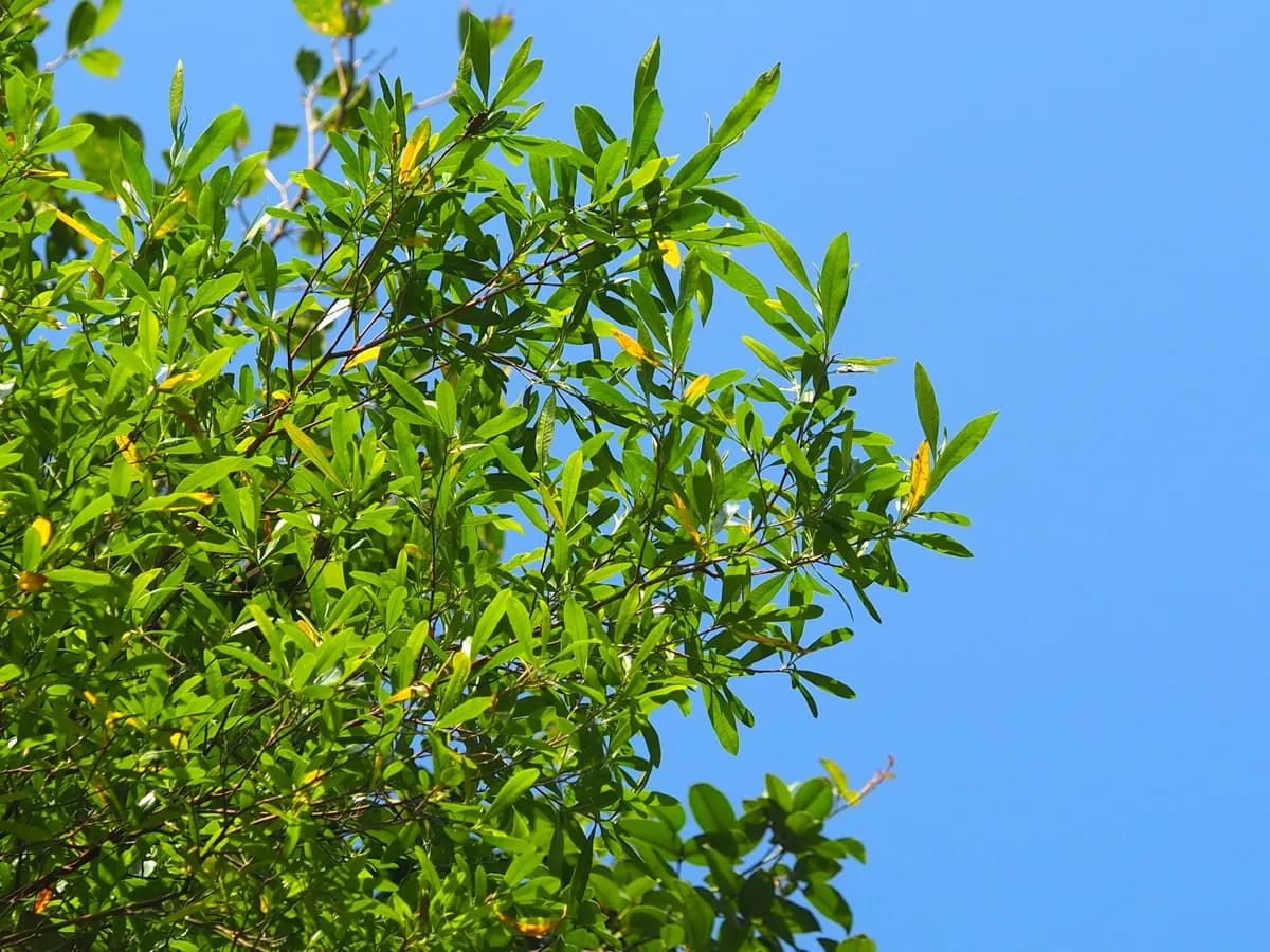 Florida hopbush (Dodonaea viscosa)