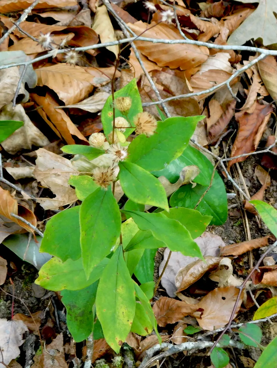 Cornel-leaf Whitetop (Doellingeria infirma)