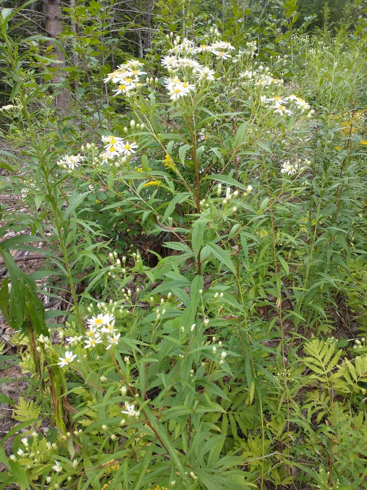 Umbellate Aster (Doellingeria umbellata)