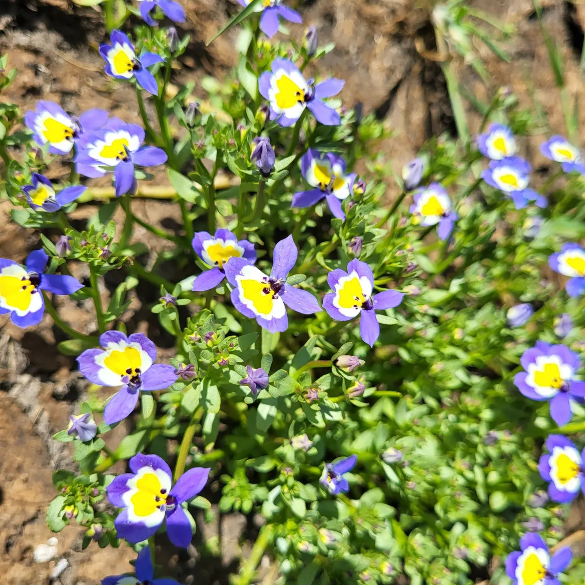 Flatface calicoflower (Downingia pulchella)