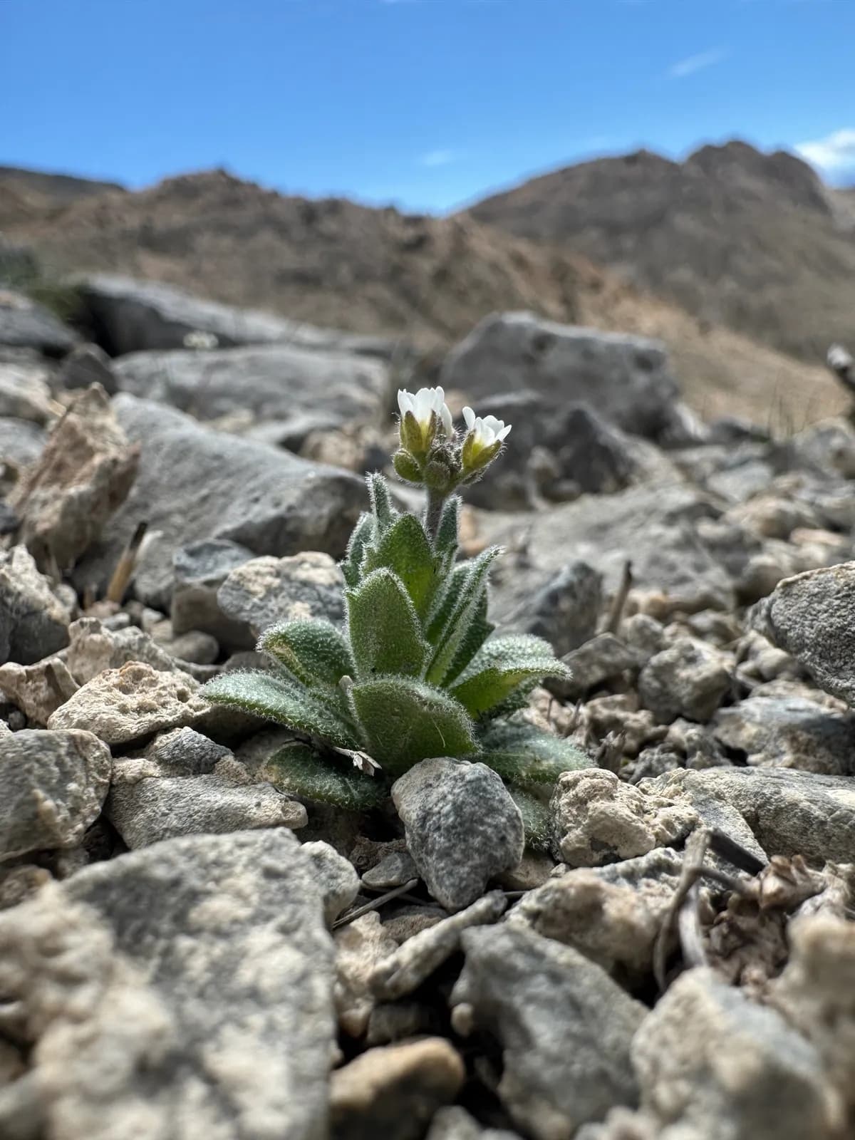 Wedgeleaf Draba (Draba cuneifolia)