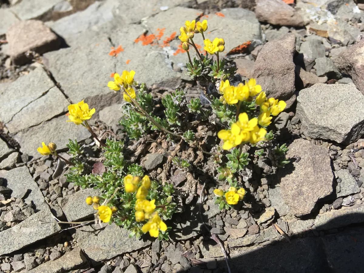 Yellowstone Draba (Draba incerta)