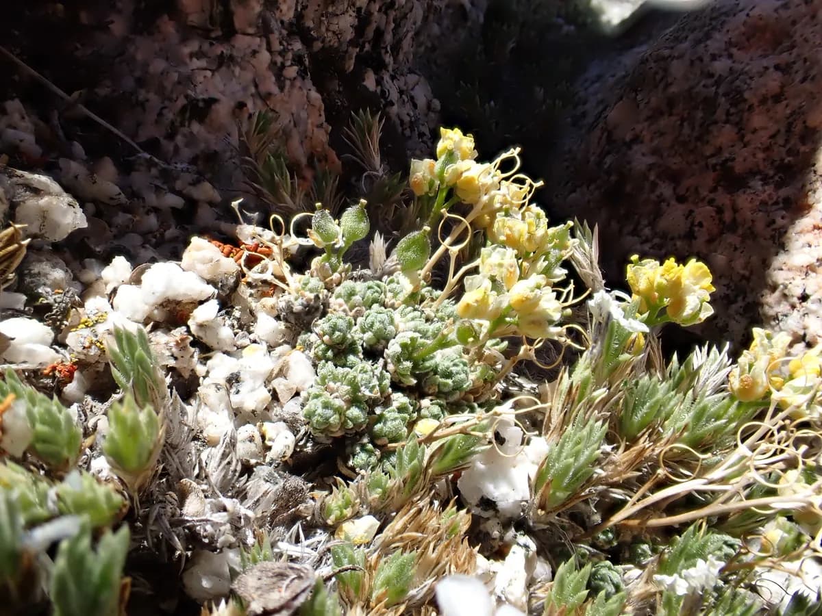 Few-Seeded Draba (Draba oligosperma)