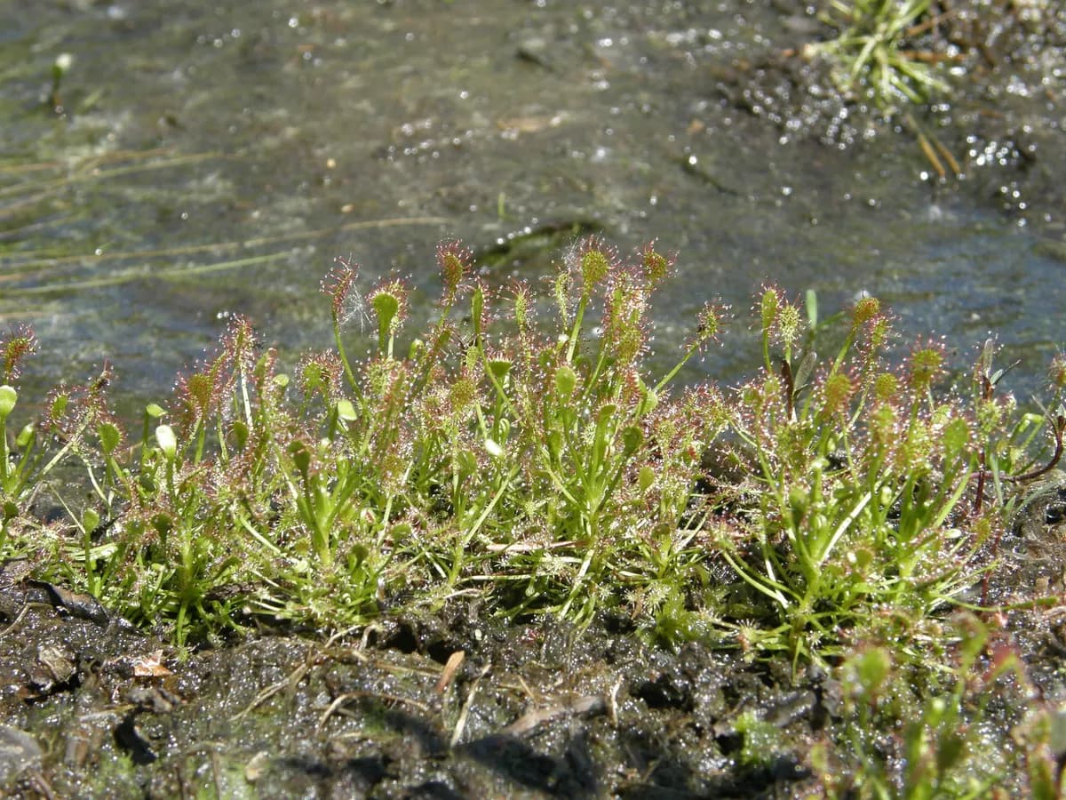 Oblong-leaf Sundew (Drosera intermedia)