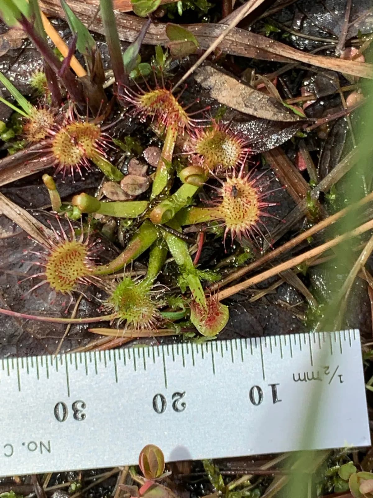 Round-leaf Sundew (Drosera rotundifolia)