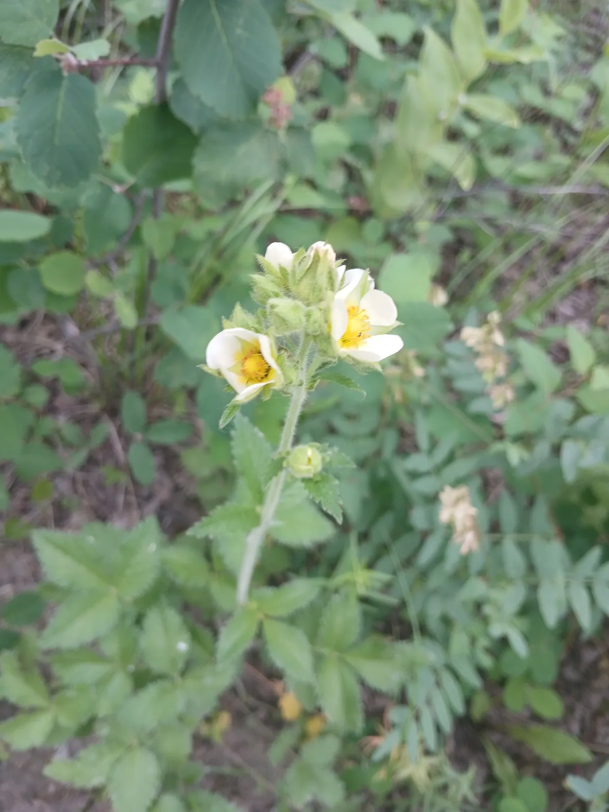 Prairie Cinquefoil (Drymocallis arguta)