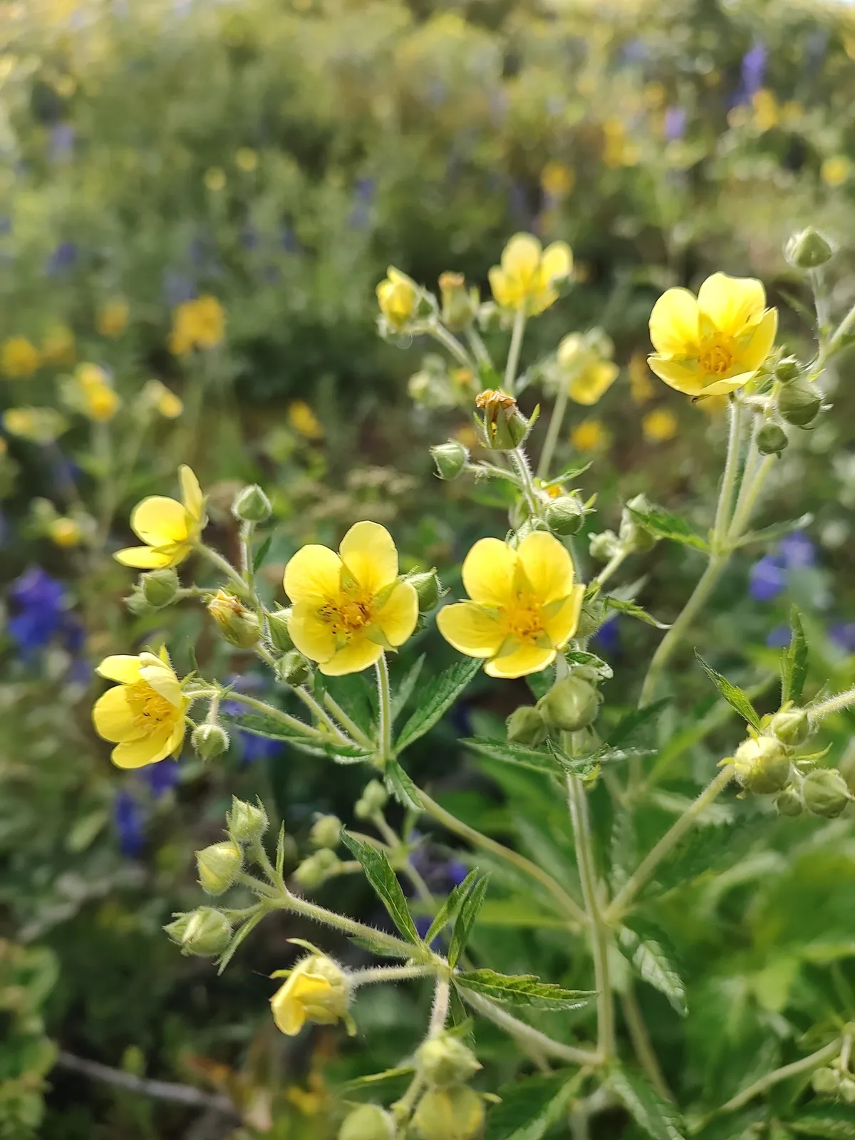 Douglas' Drymocallis (Drymocallis glandulosa)