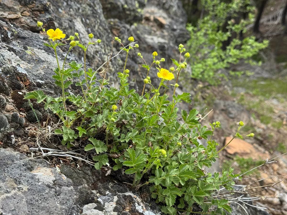 False Rock-loving Cinquefoil (Drymocallis pseudorupestris)