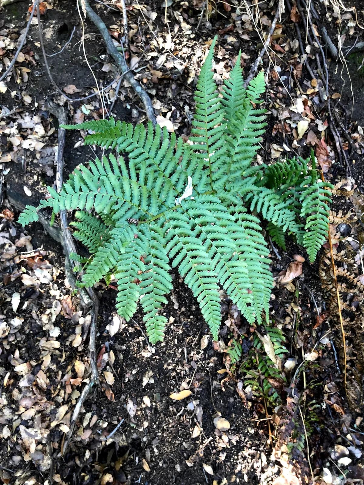 California wood fern (Dryopteris arguta)