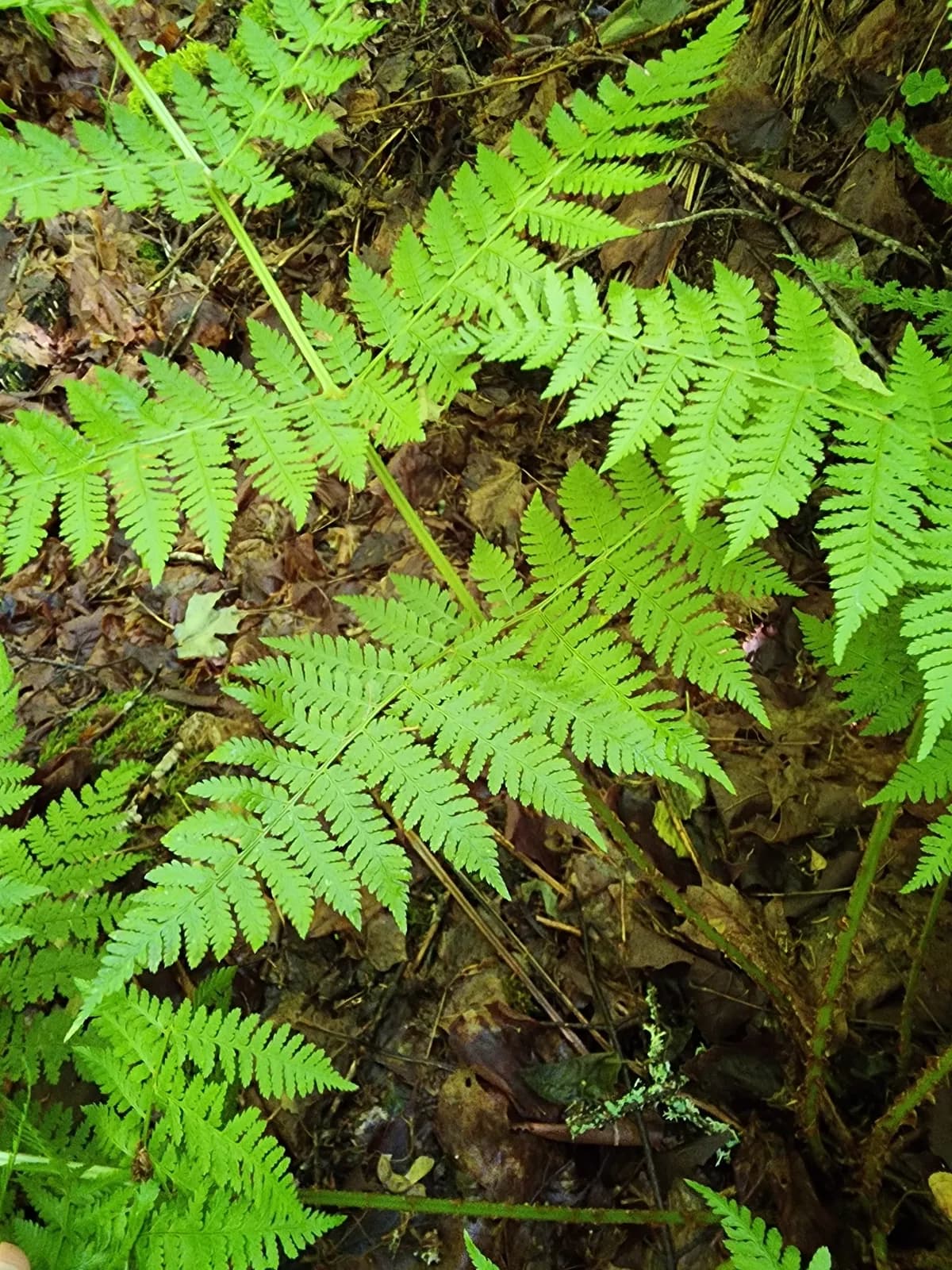 Mountain Wood Fern (Dryopteris campyloptera)