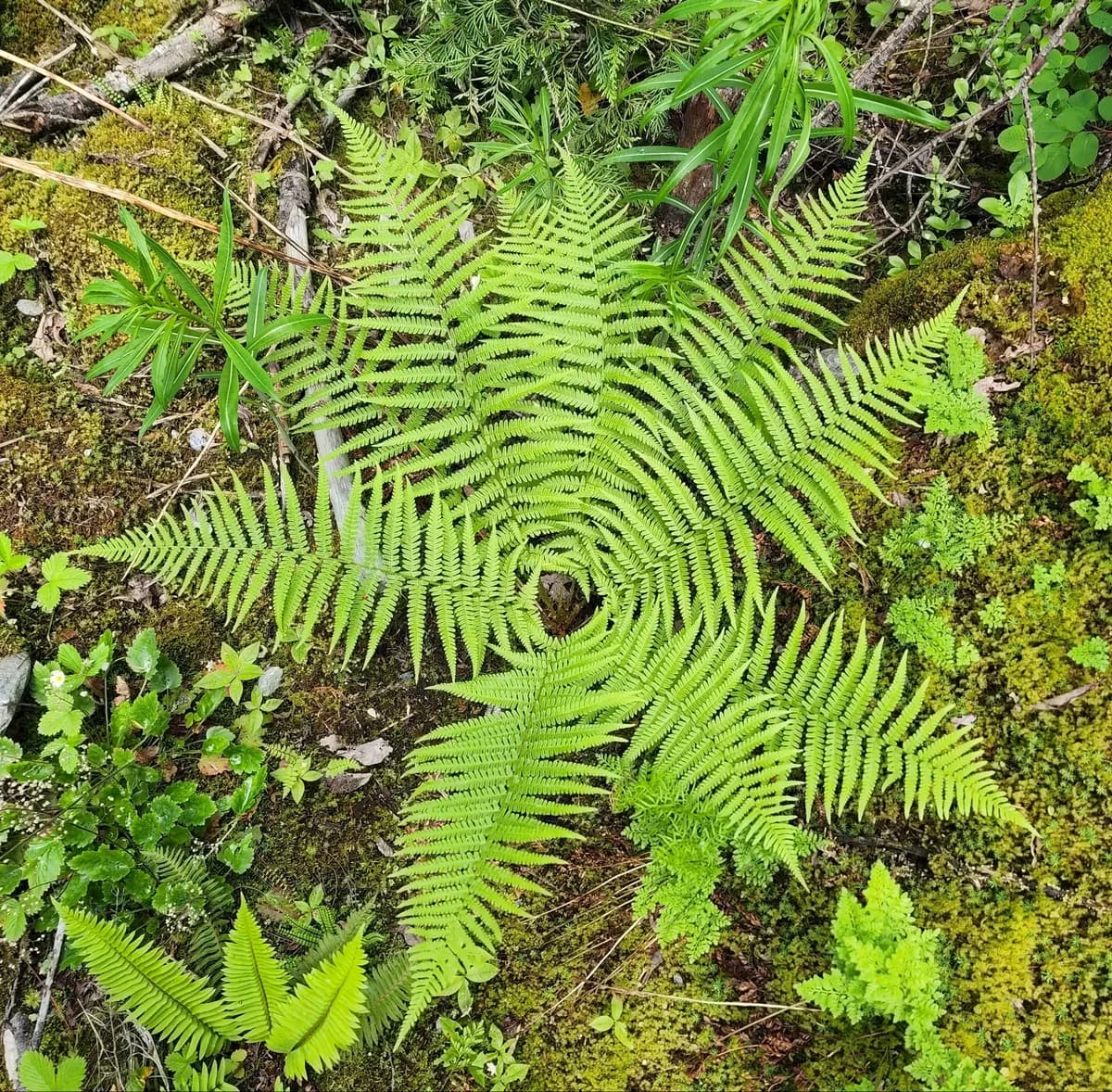 Male fern (Dryopteris filix-mas)