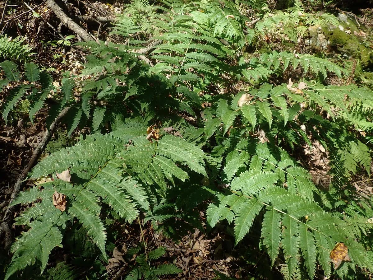 Goldie'S Fern (Dryopteris goldieana)