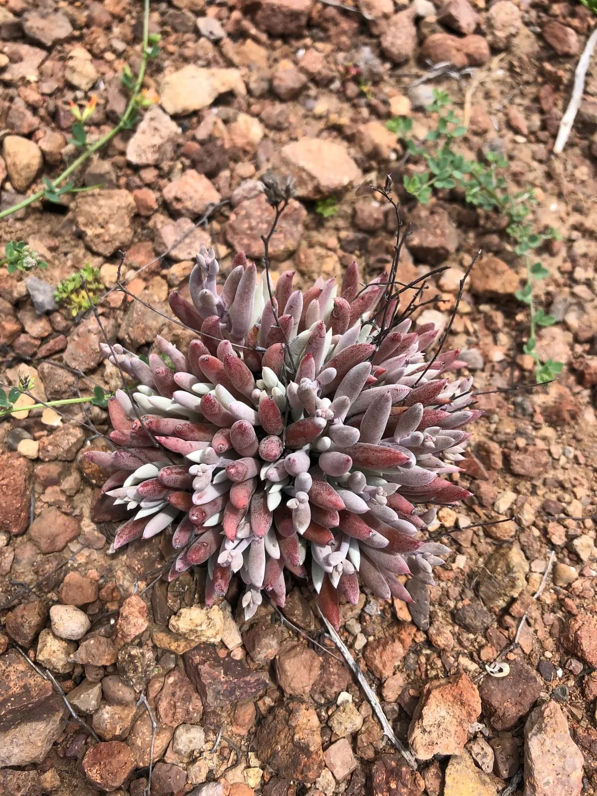 Tapertip liveforever (Dudleya attenuata)