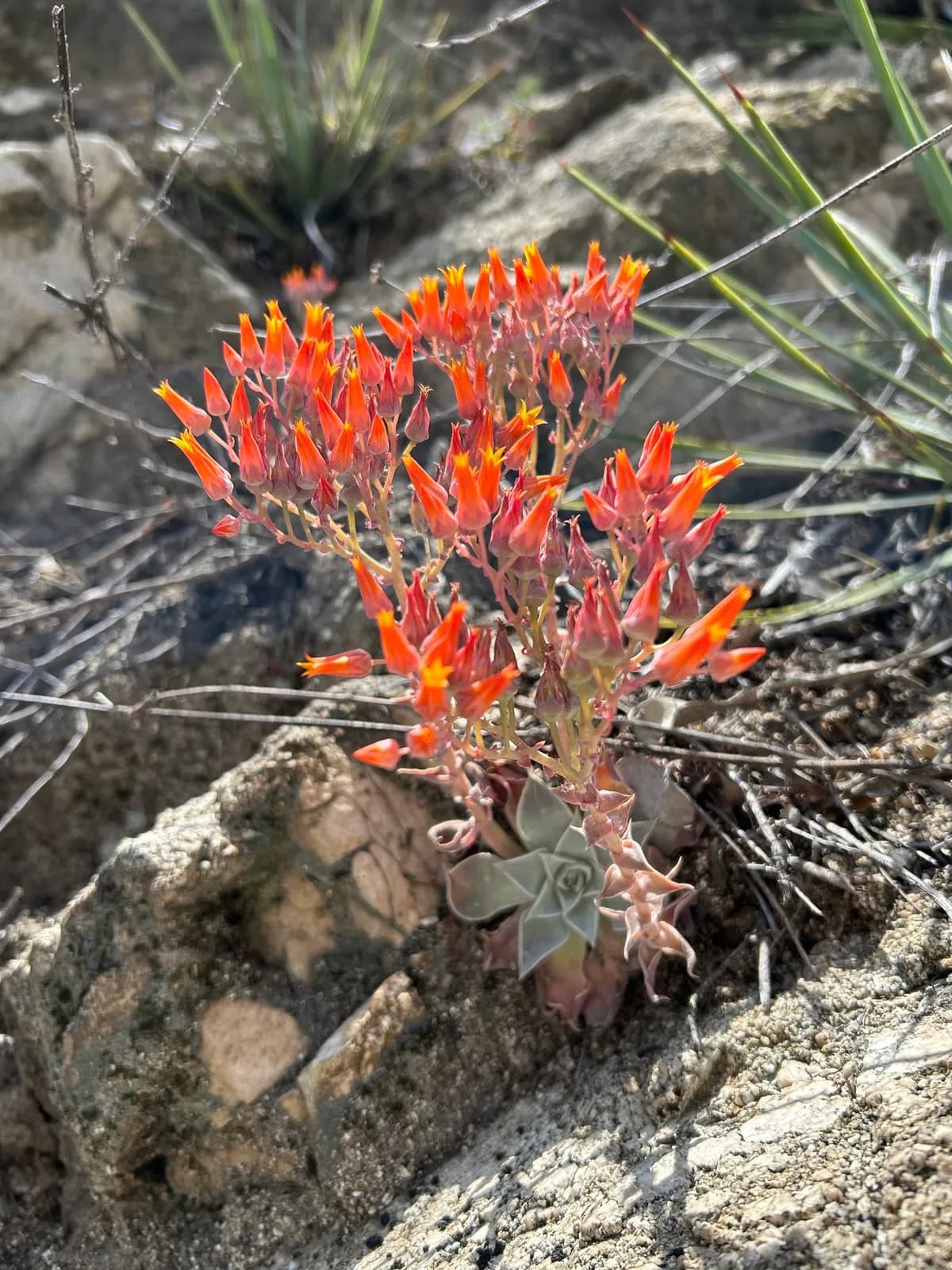 Canyon liveforever (Dudleya cymosa)