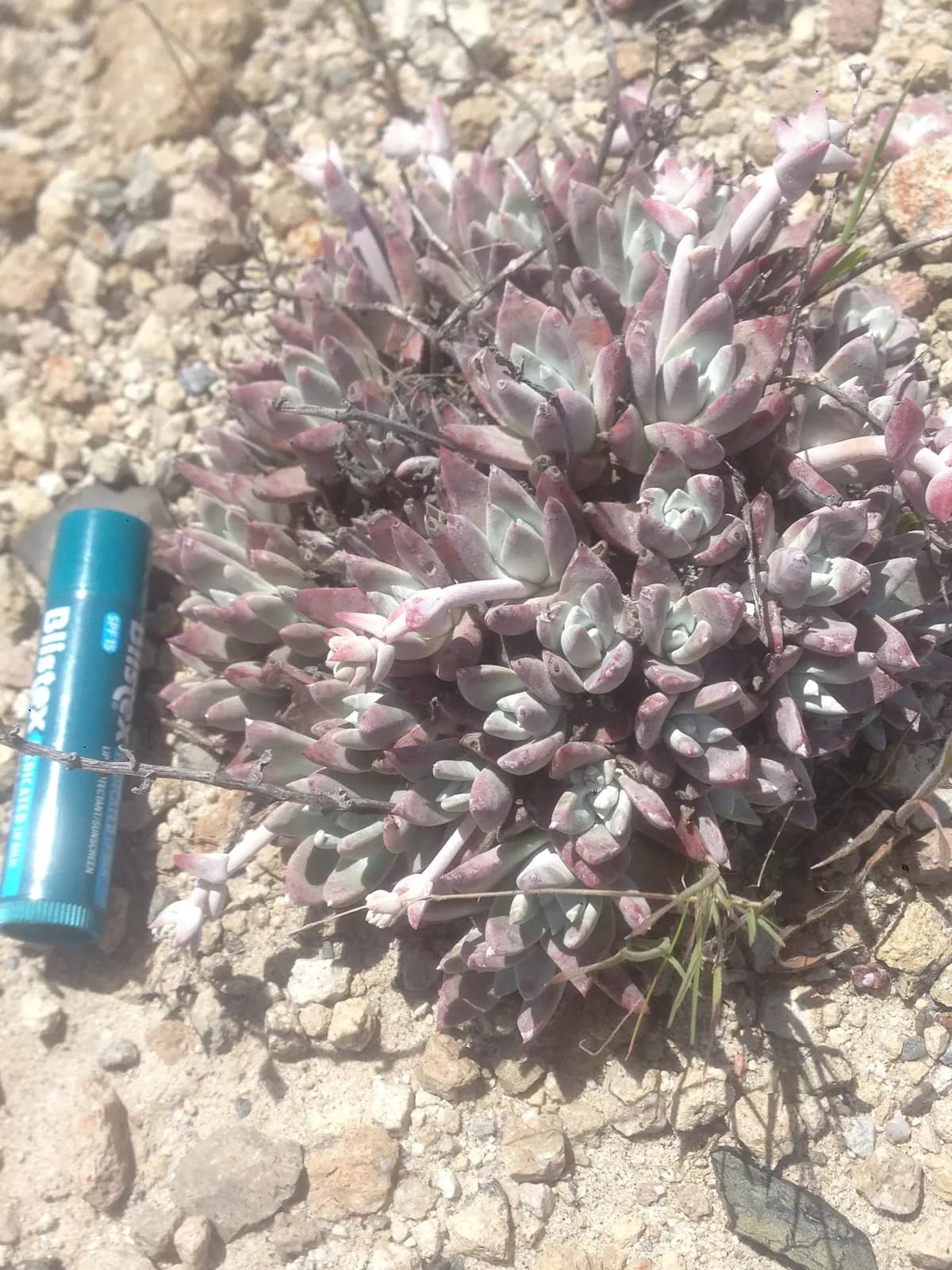 Munchkin liveforever (Dudleya gnoma)