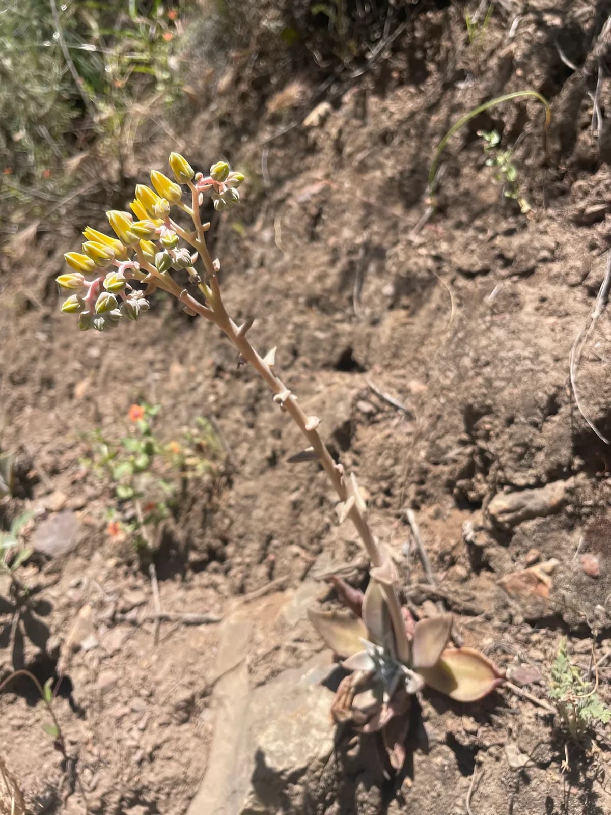 Lanceleaf liveforever (Dudleya lanceolata)