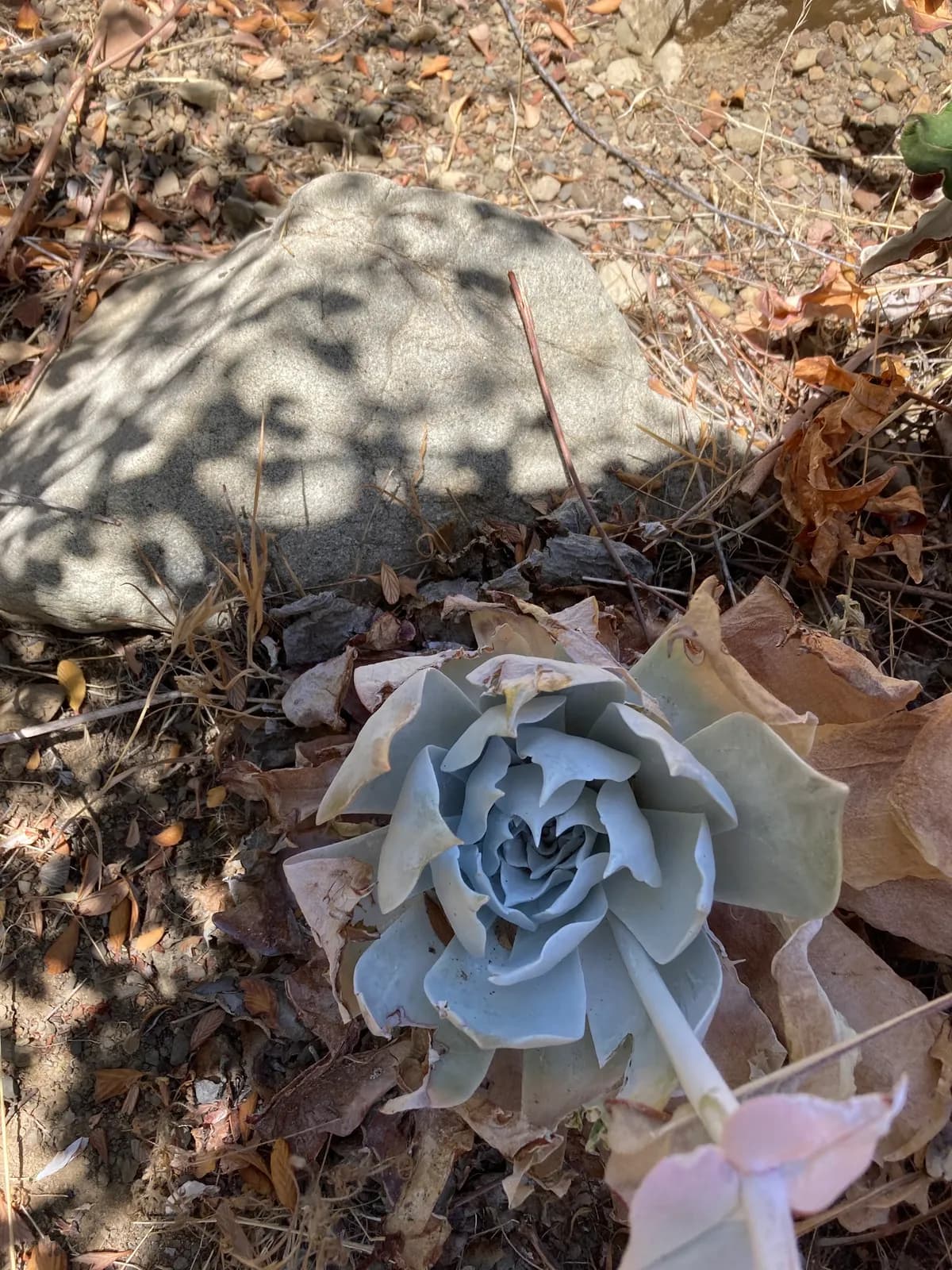 Chalk dudleya (Dudleya pulverulenta)