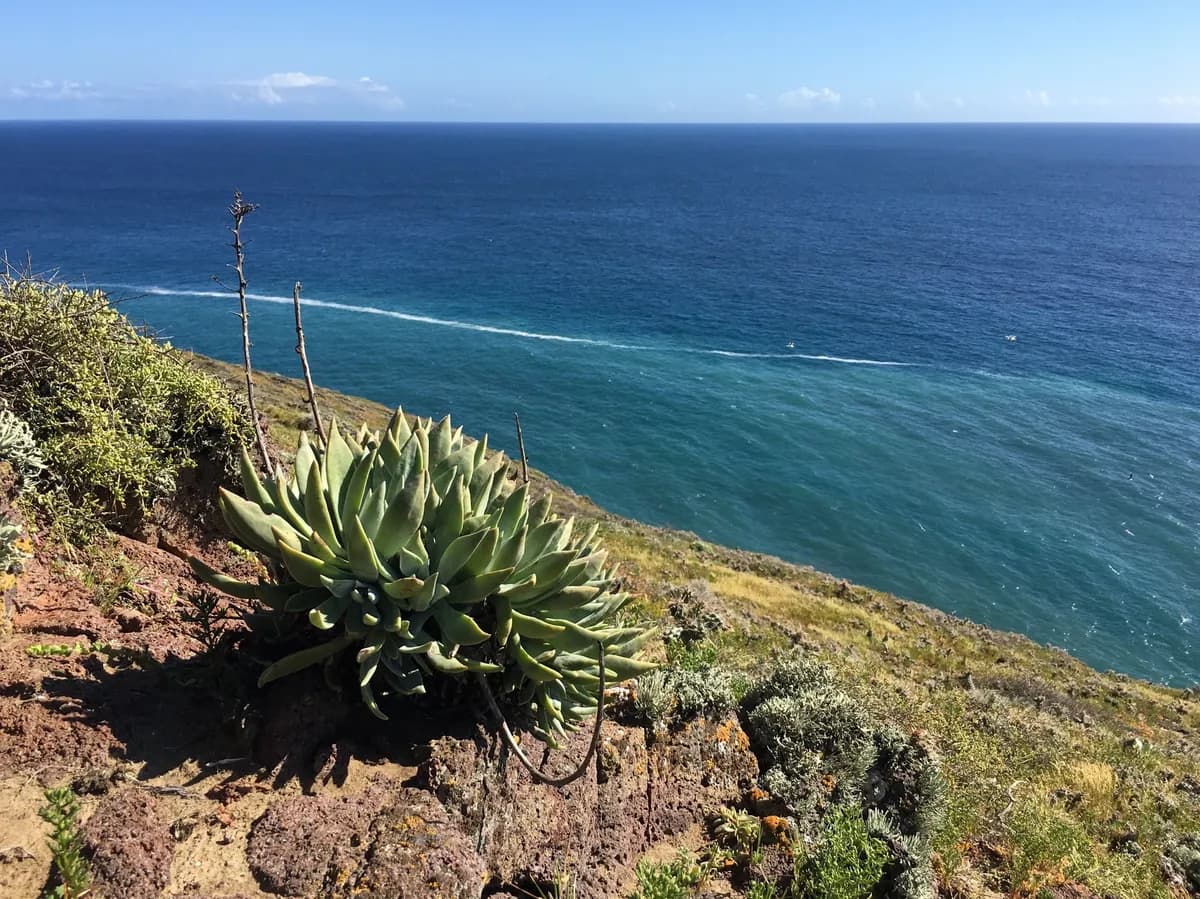 Santa Barbara Island liveforever (Dudleya traskiae)
