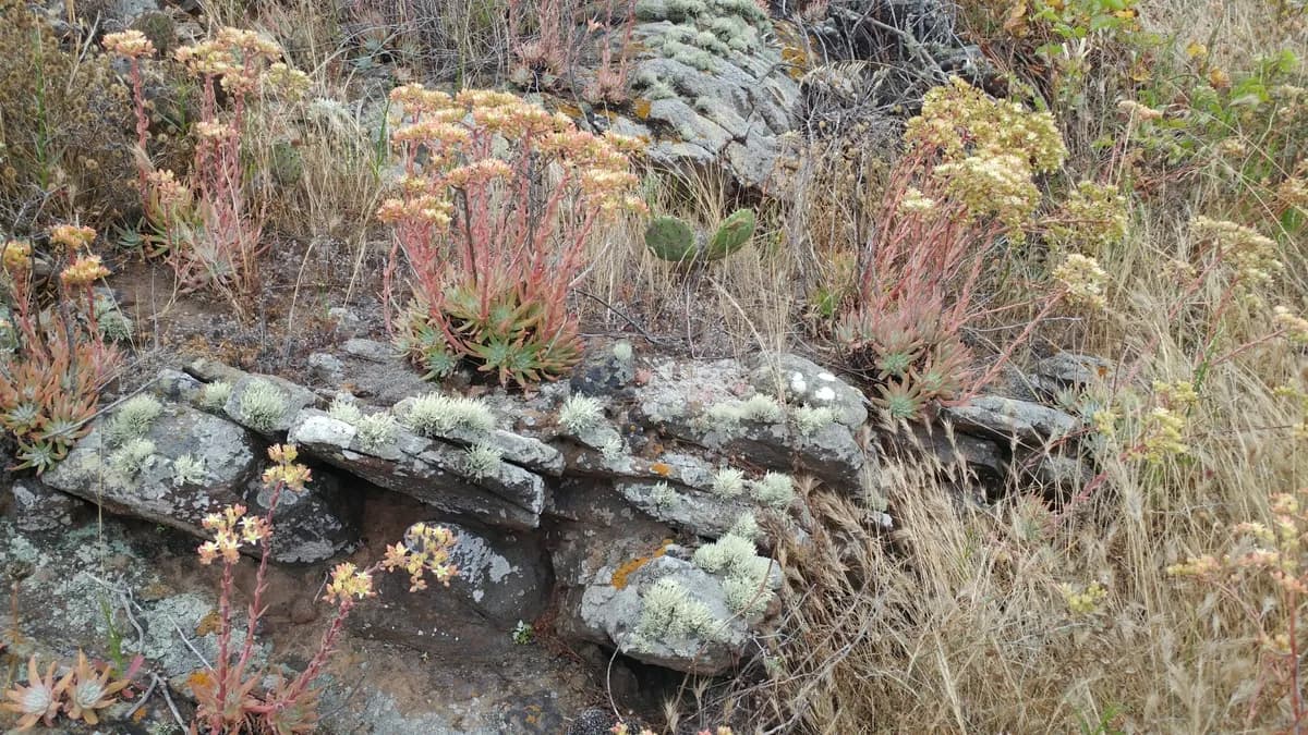 Bright green dudleya (Dudleya virens)