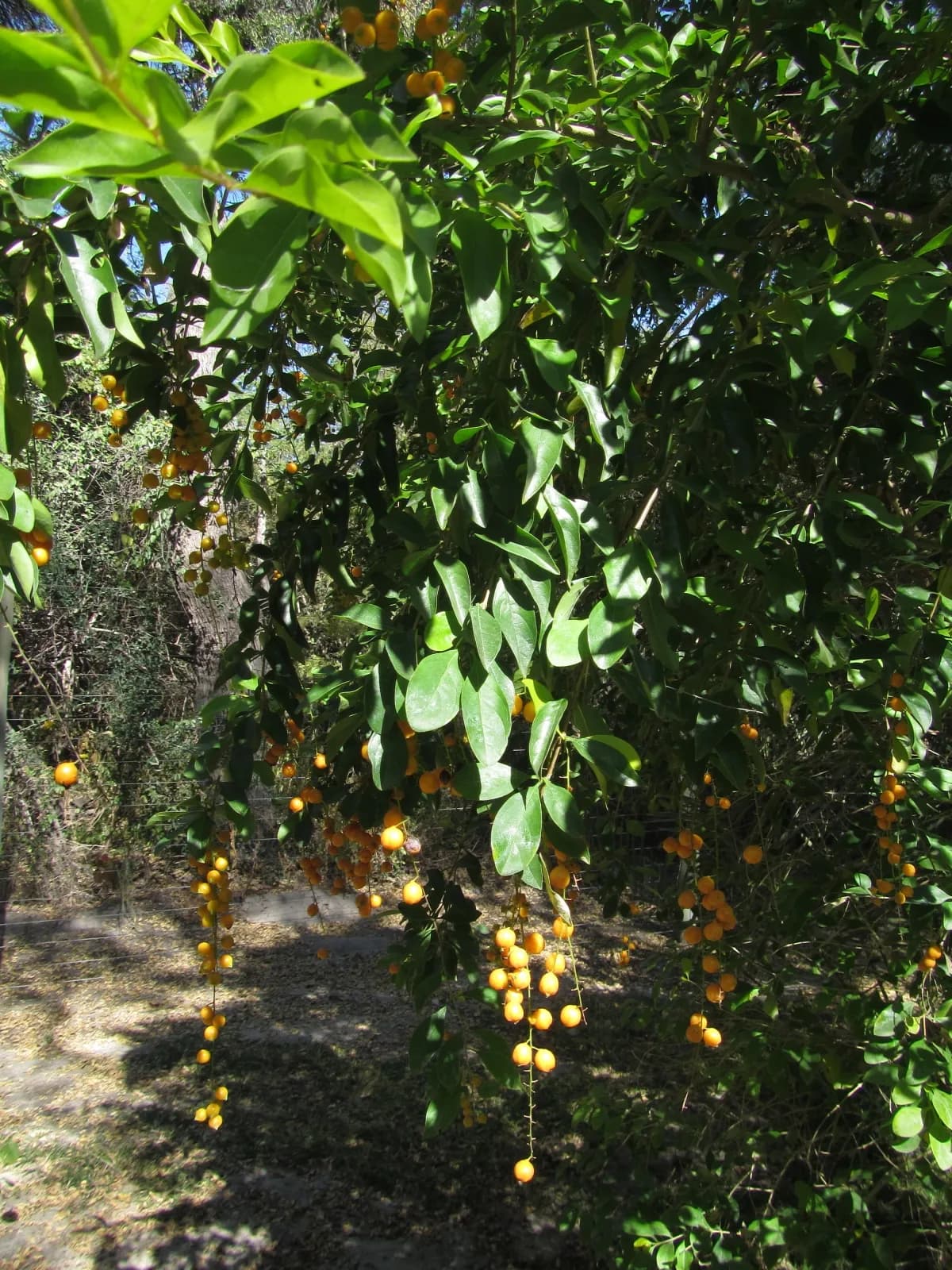 Golden Dewdrop (Duranta erecta)