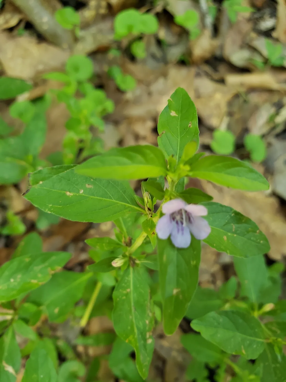 Swamp twinflower (Dyschoriste humistrata)