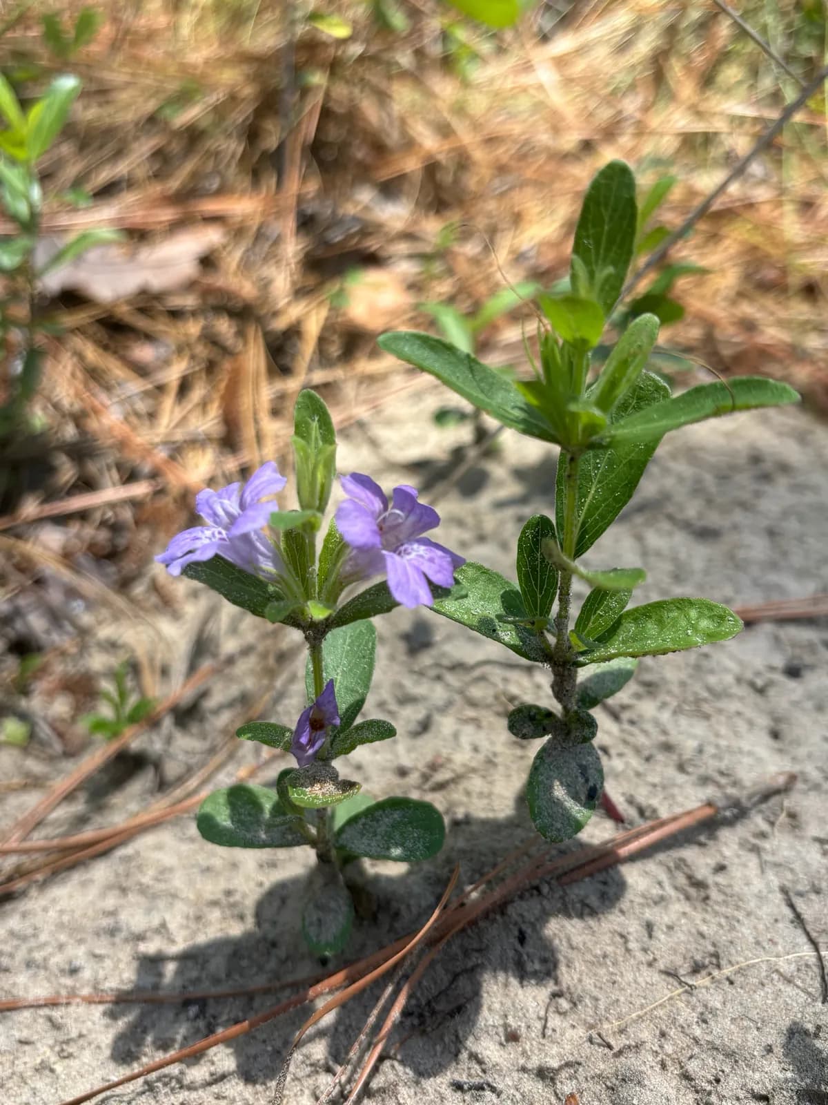 Blue twinflower (Dyschoriste oblongifolia)