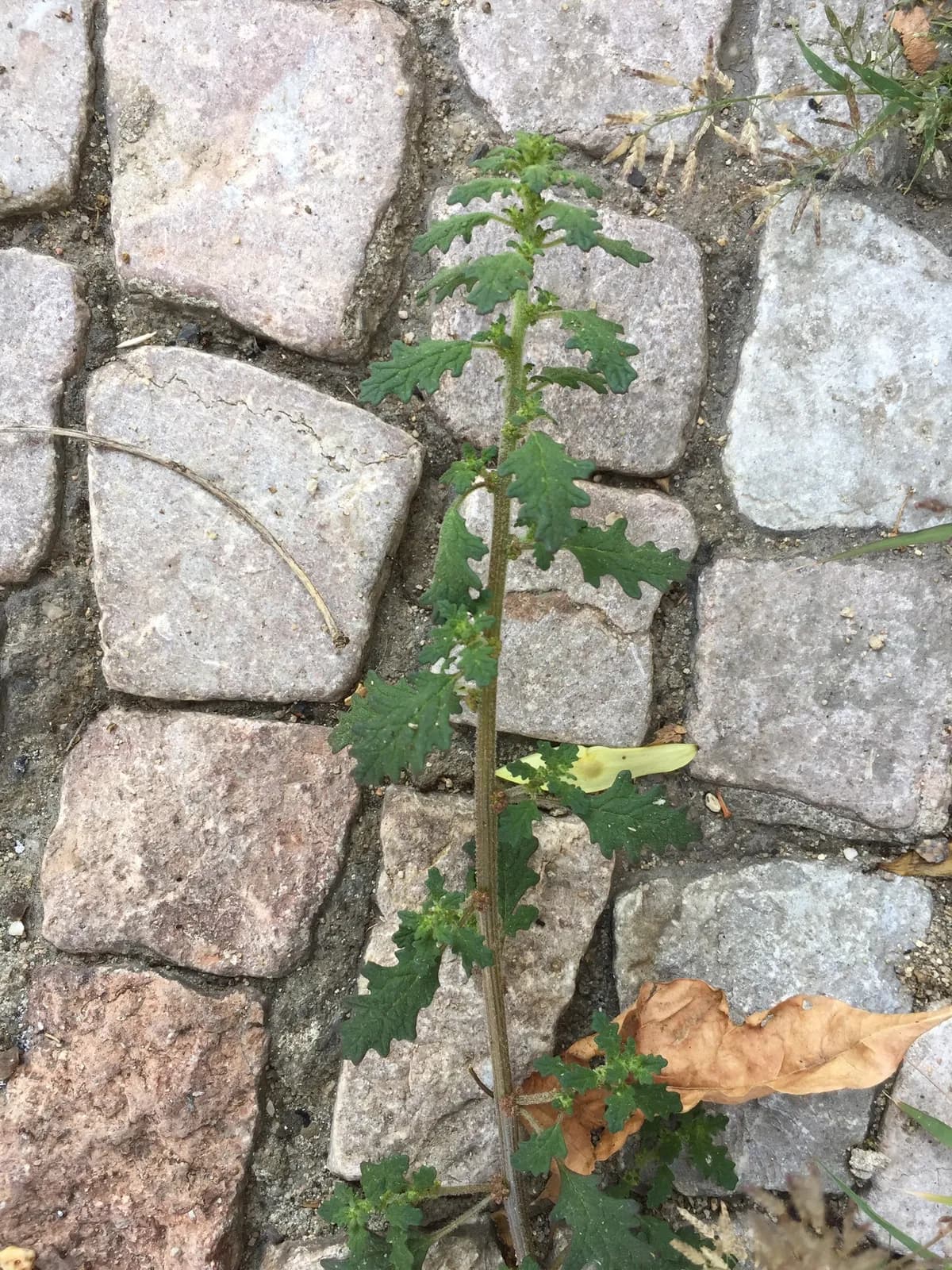 Clammy Goosefoot (Dysphania pumilio)
