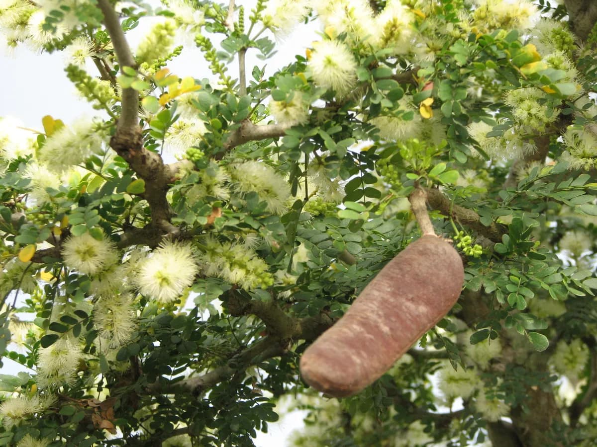 Texas Ebony (Ebenopsis ebano)