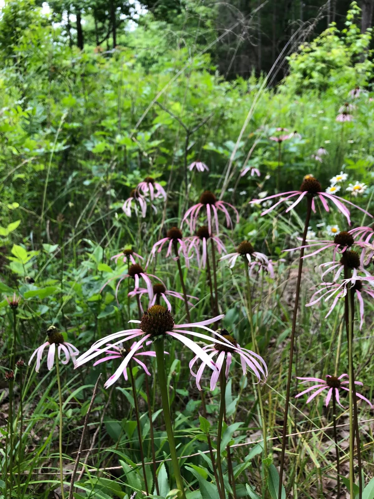 Smooth purple coneflower (Echinacea laevigata)