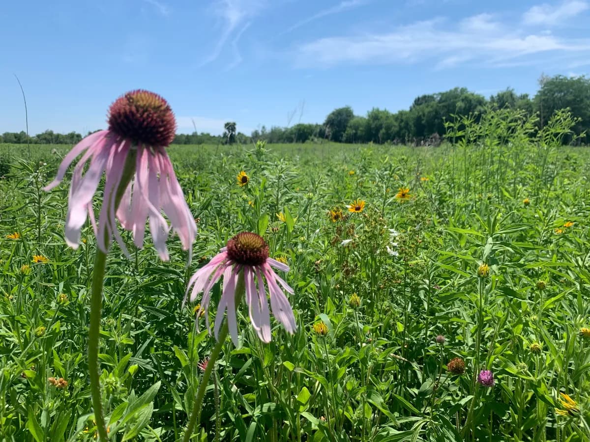 Pale Echinacea (Echinacea pallida)