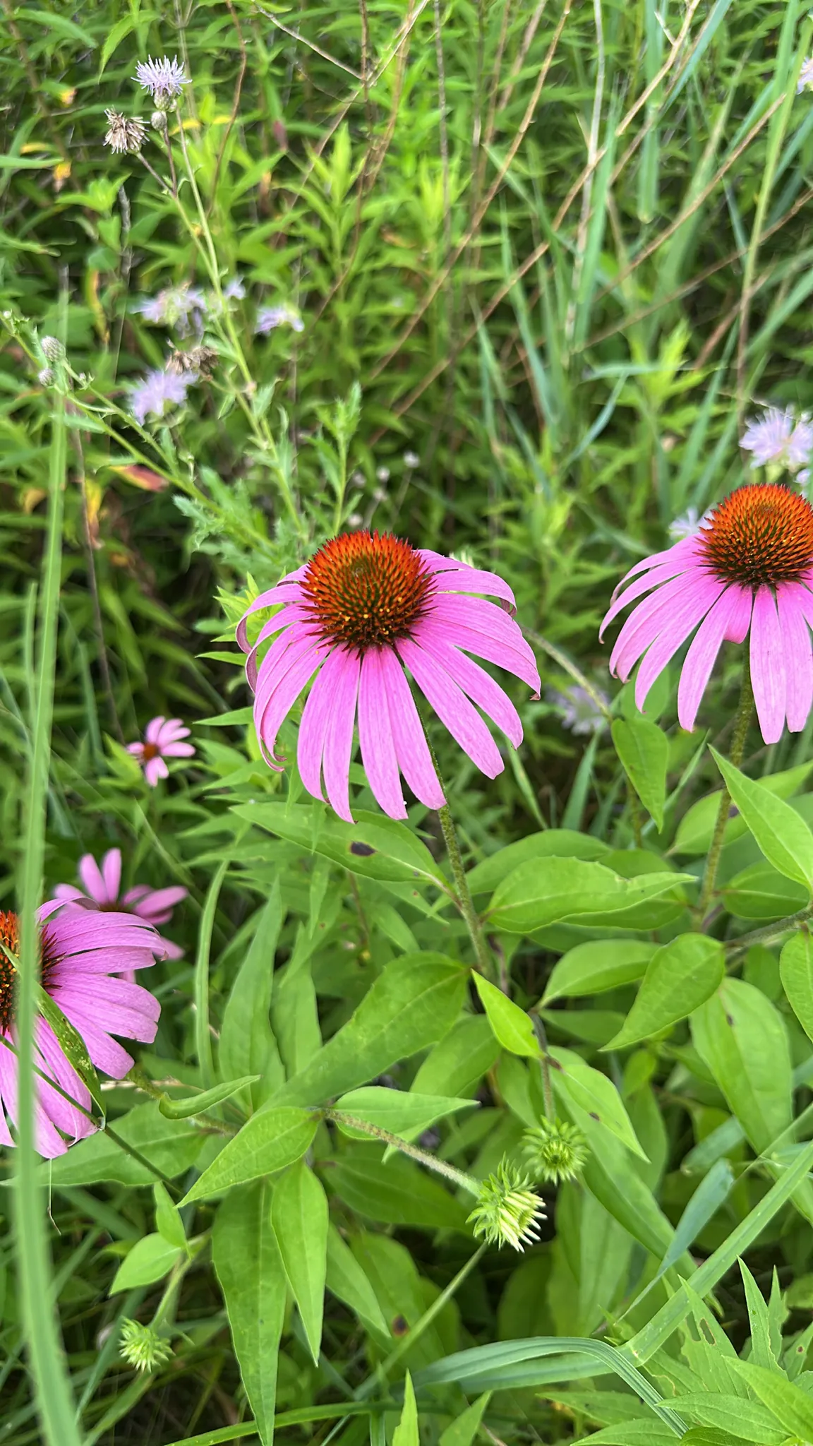 Eastern Purple-coneflower (Echinacea purpurea)