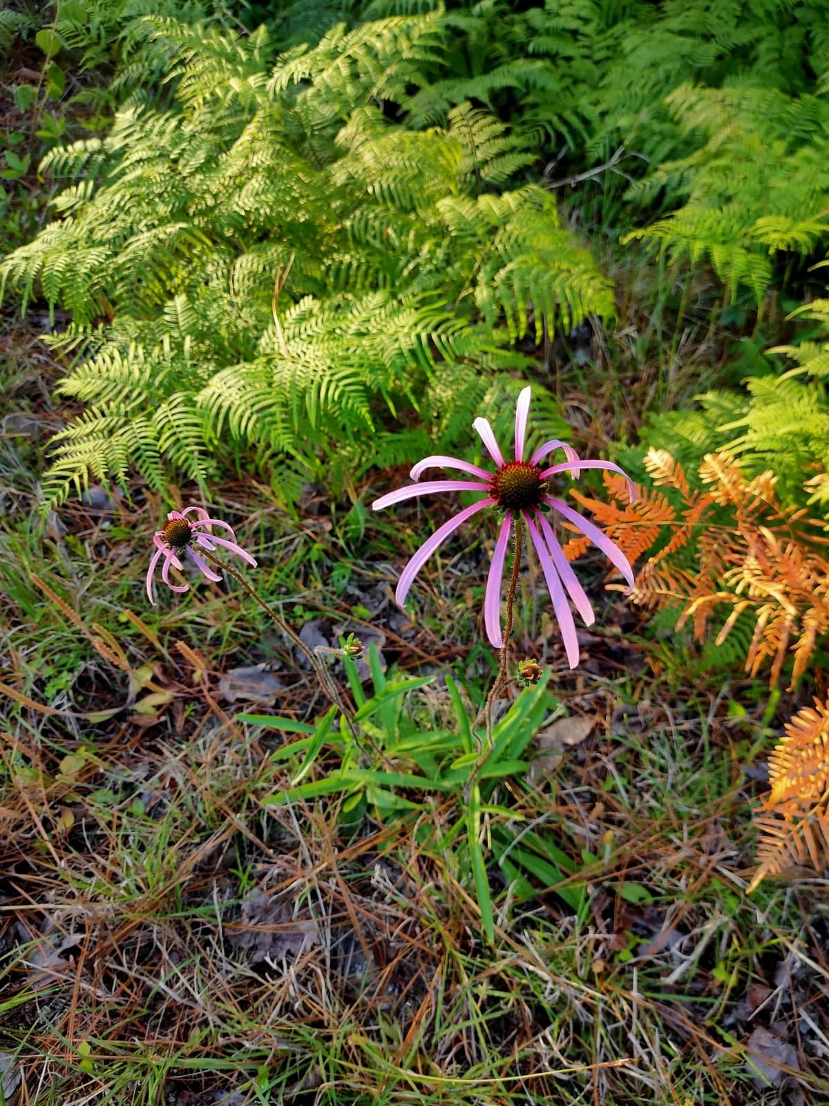 Sanguine Purple Coneflower (Echinacea sanguinea)
