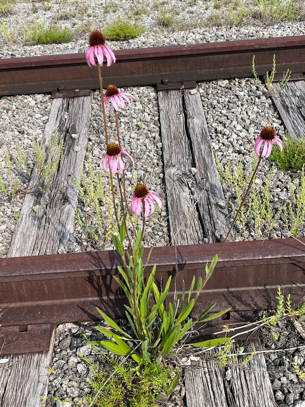 Wavy-leaf purple-coneflower (Echinacea simulata)
