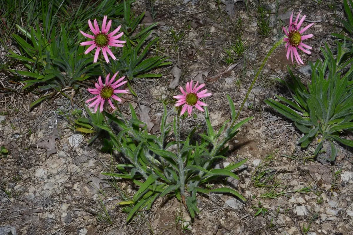 Tennessee purple-coneflower (Echinacea tennesseensis)