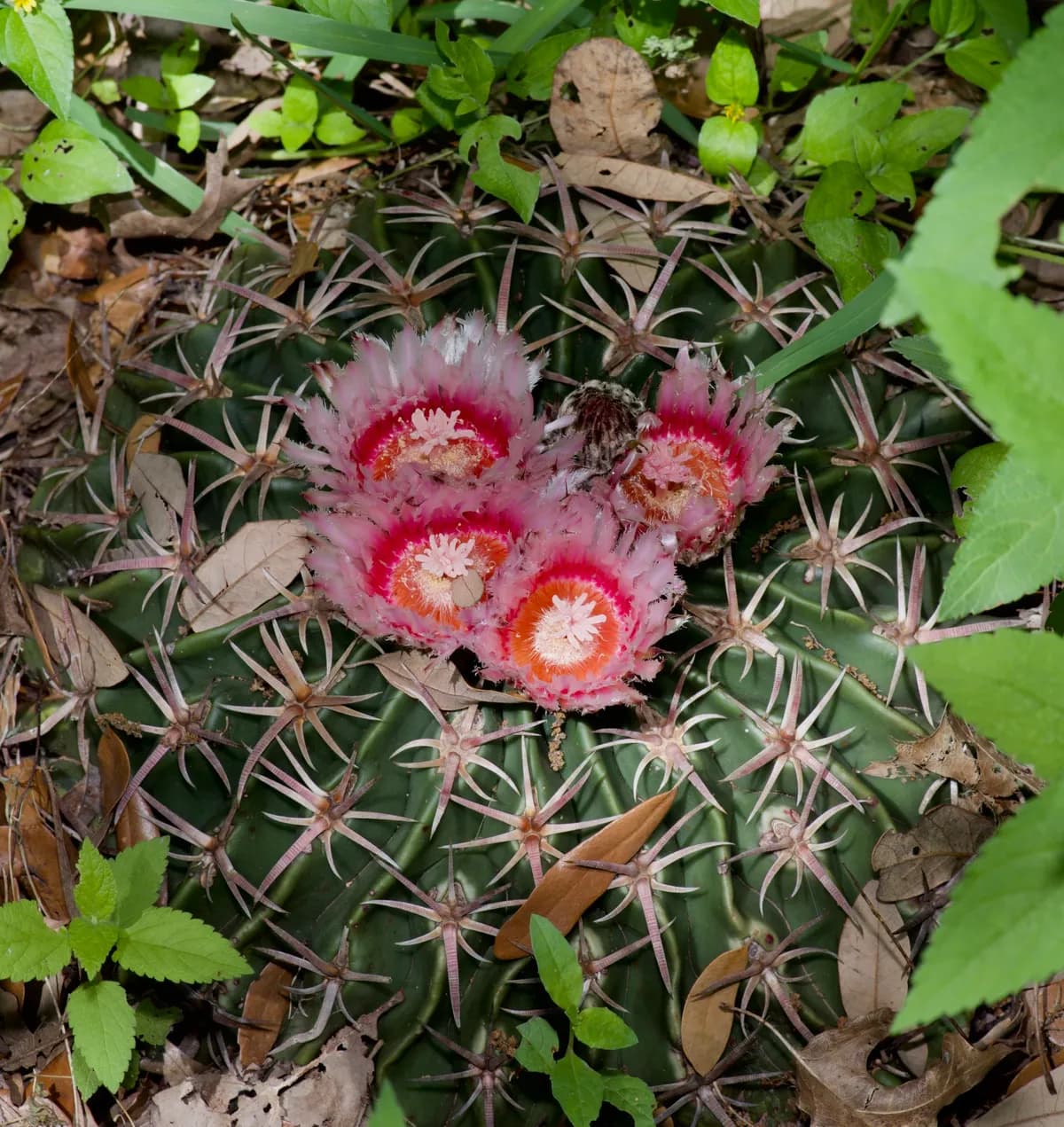 Horsecrippler Cactus (Echinocactus texensis)
