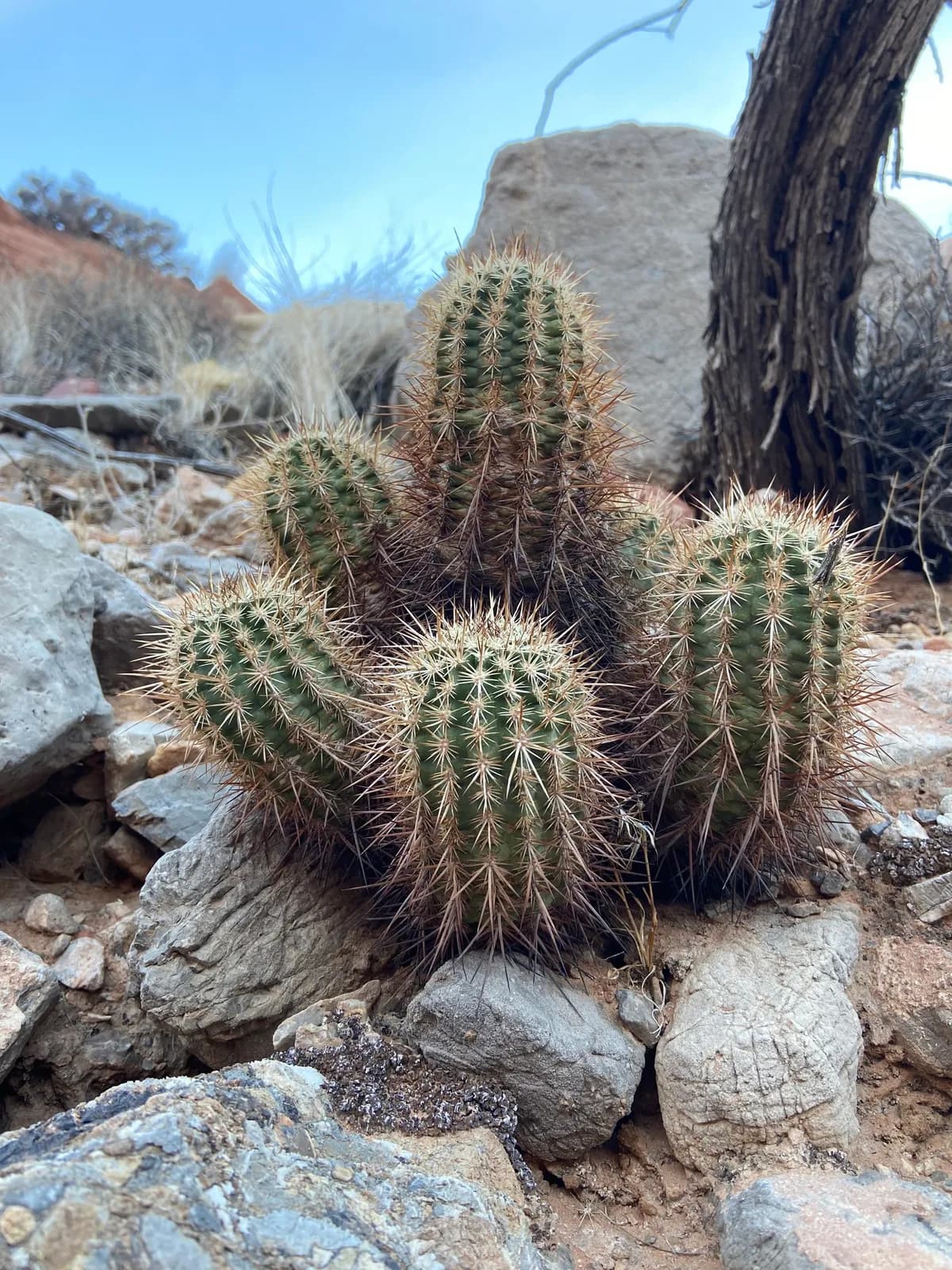 Engelmann's Hedgehog Cactus (Echinocereus engelmannii)