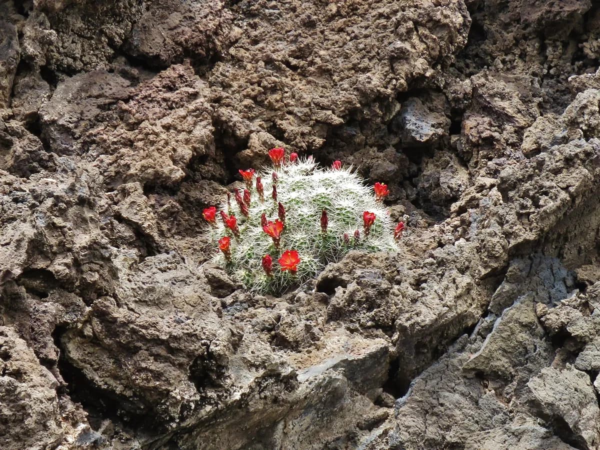 Claret Cup Cactus (Echinocereus triglochidiatus)