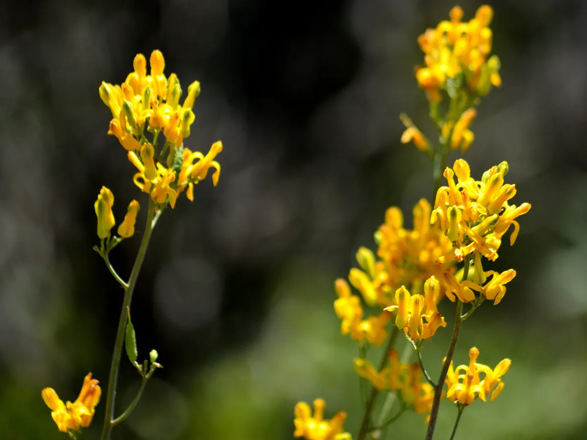 Golden eardrops (Ehrendorferia chrysantha)