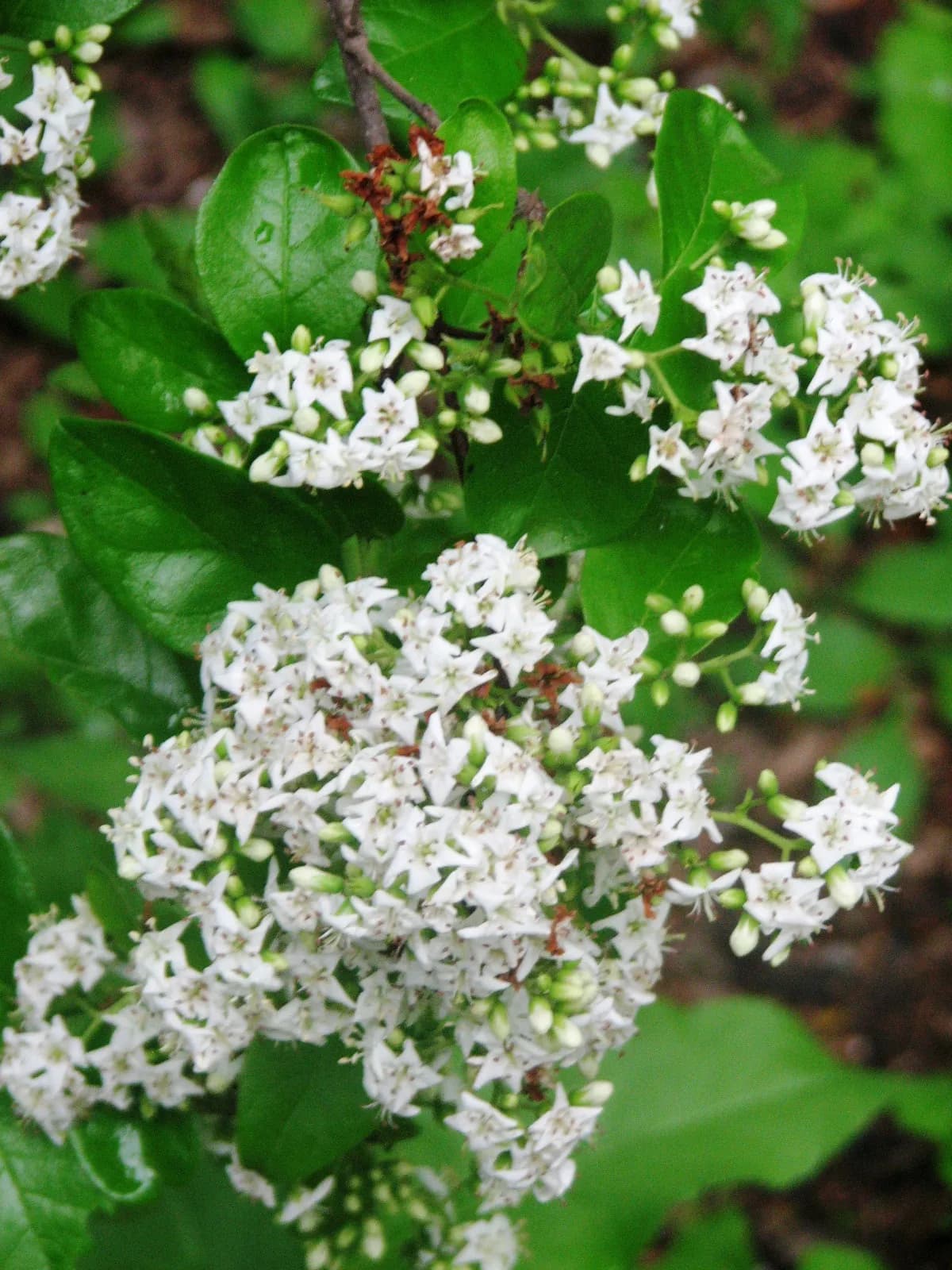 Sandpaper Tree (Ehretia anacua)