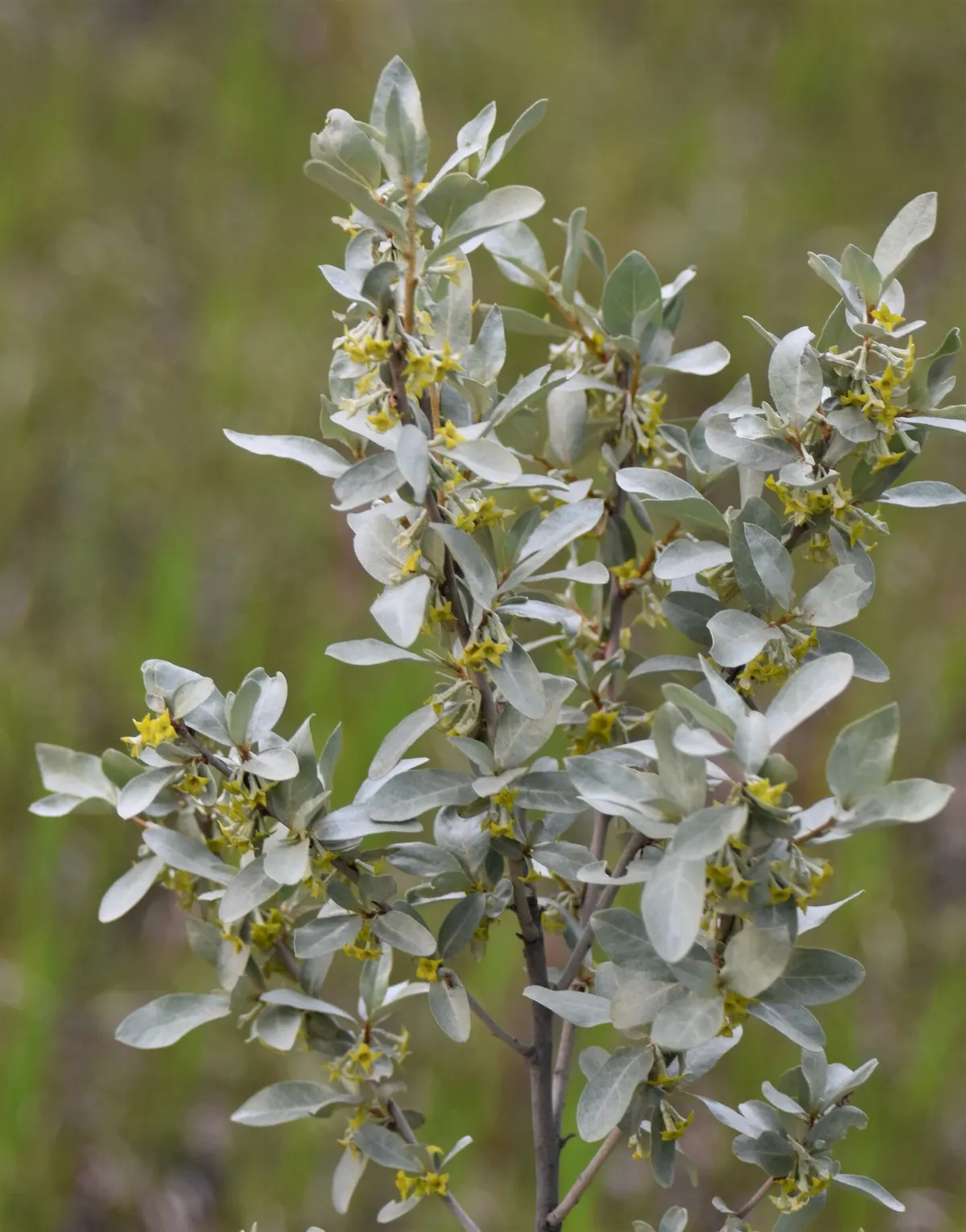 Silverberry (Elaeagnus commutata)